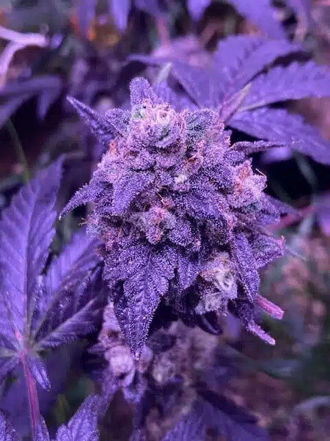 Granddaddy Purple Feminized Cannabis Strain