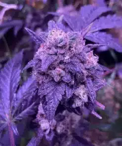 Granddaddy Purple Feminized Cannabis Strain