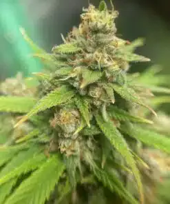 Jack Herer Feminized Cannabis Seeds