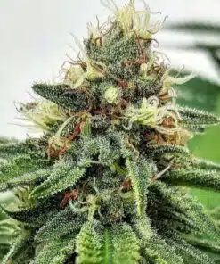 AK-47 Feminized Cannabis Seeds | AK 47 Strain | The Seed Fair