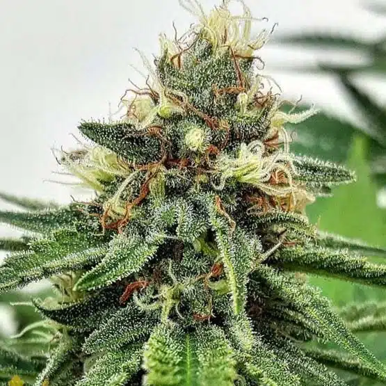 AK-47 Feminized Cannabis Seeds | AK 47 Strain | The Seed Fair