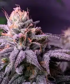 Auto flowering Blueberry Cannabis Seeds | Blueberry Strain | The Seed Fair