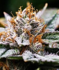 Dutch Treat Feminized Cannabis Seeds | Dutch Treat Strain | The Seed Fair