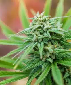 Dwarf Low Flyer Auto Flower Cannabis Seeds | The Seed Fair