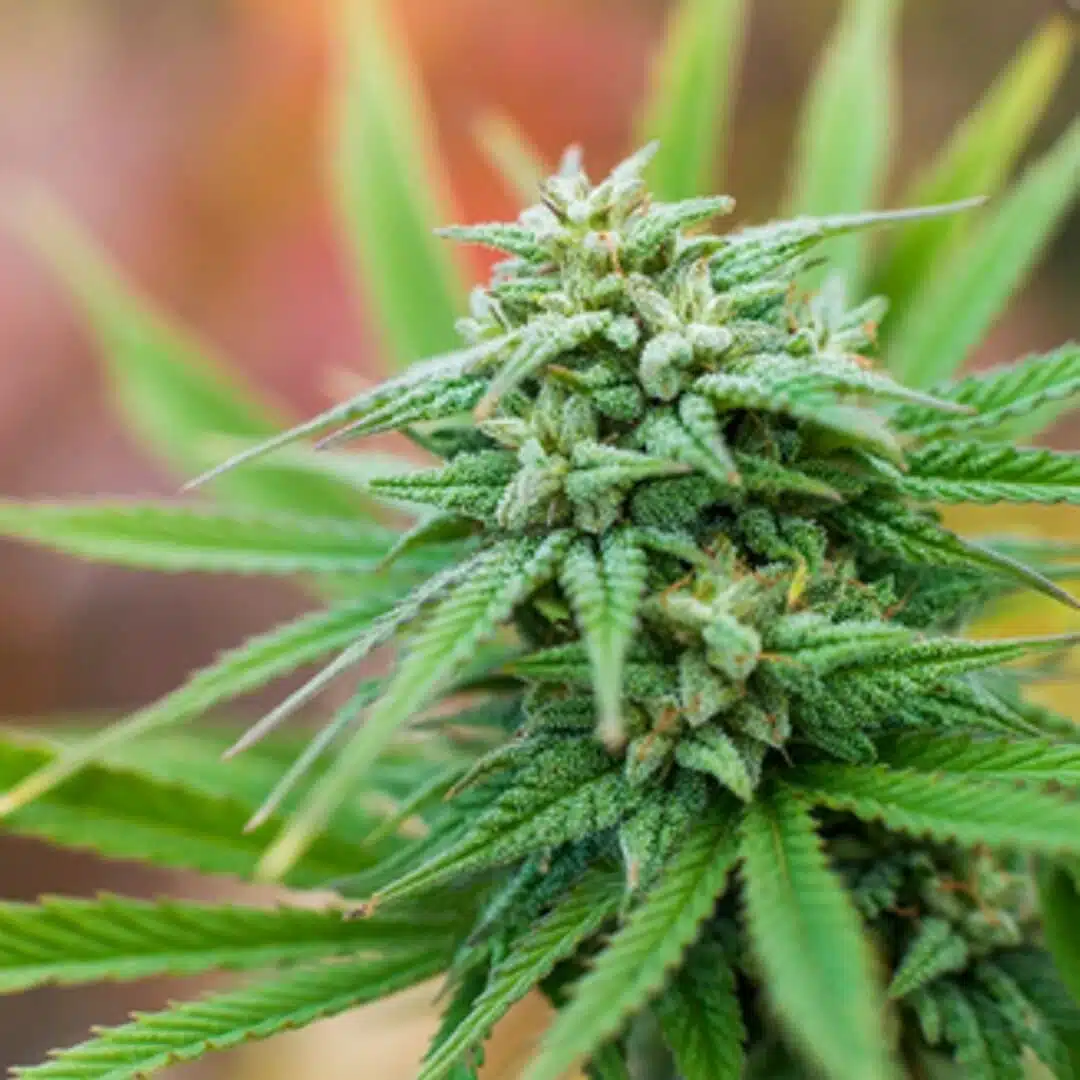 Dwarf Low Flyer Auto Flower Cannabis Seeds | The Seed Fair