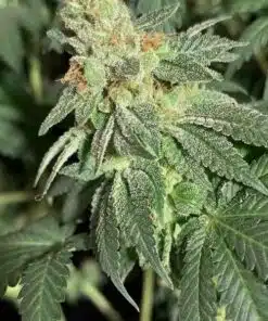 Ice Wreck Feminized Cannabis Seeds | Ice Wreck Strain | The Seed Fair