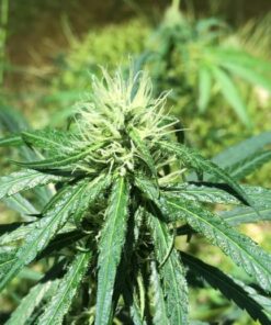Malawi Gold Feminized Cannabis Seeds | Malawi Strain | The Seed Fair