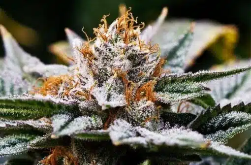 Dutch treat strain, Featured Image