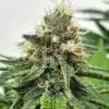 AK-47 Feminized Cannabis Seeds | AK 47 Strain | The Seed Fair