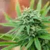 Dwarf Low Flyer Auto Flower Cannabis Seeds | The Seed Fair