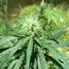 Malawi Gold Feminized Cannabis Seeds | Malawi Strain | The Seed Fair