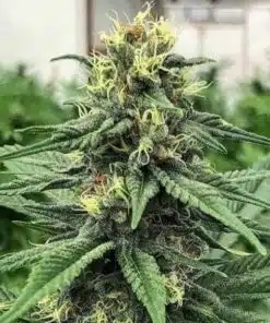 ACDC For Muscle Spasms