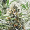 Amnesia Haze Auto Flower Cannabis Seeds | Amnesia Haze Strain | The Seed Fair
