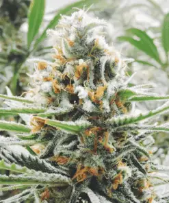 Amnesia Haze Auto Flower Cannabis Seeds | Amnesia Haze Strain | The Seed Fair