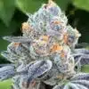Arjan Haze Feminized Cannabis Seeds | Arjan Haze Strain | The Seed Fair