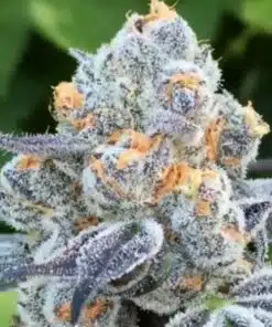 Arjan Haze Feminized Cannabis Seeds | Arjan Haze Strain | The Seed Fair