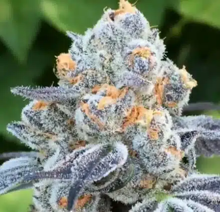 Arjan Haze Feminized Cannabis Seeds | Arjan Haze Strain | The Seed Fair