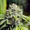 Bruce Banner Auto Flower Cannabis Seeds | Bruce Banner Strain | The Seed Fair