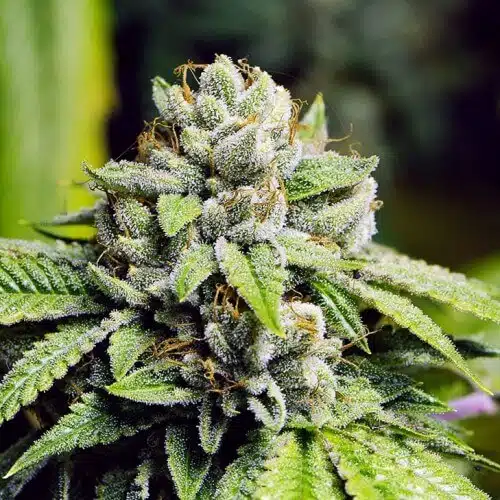 Bruce Banner Auto Flower Cannabis Seeds | Bruce Banner Strain | The Seed Fair