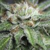 Bubba Kush Feminized Cannabis Seeds | Bubba Kush Strain | The Seed Fair