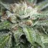 Bubba Kush Feminized Cannabis Seeds | Bubba Kush Strain | The Seed Fair