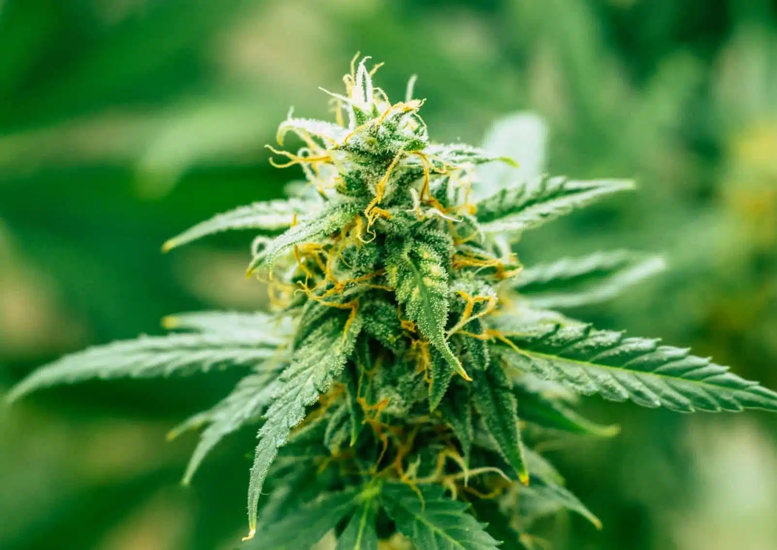 CBD Harlequin Cannabis Seeds | Harlequin Strain | The Seed Fair