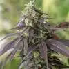 Headband Feminized Cannabis Seeds | Headband Strain | The Seed Fair