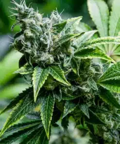 Mix Pack Feminized Cannabis Seeds | The Seed Fair