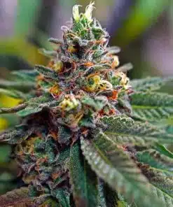 Mix Pack Auto Flower Cannabis Seeds | The Seed Fair