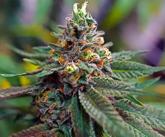 Mix Pack Auto Flower Cannabis Seeds | The Seed Fair