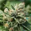 OG Kush Feminized Cannabis Seeds | OG Kush Strain | The Seed Fair