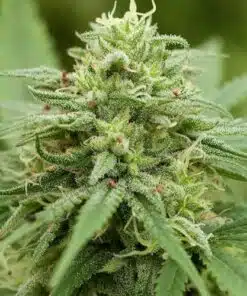 Pineapple Express Feminized Cannabis Seeds | Pineapple Express Strain | The Seed Fair