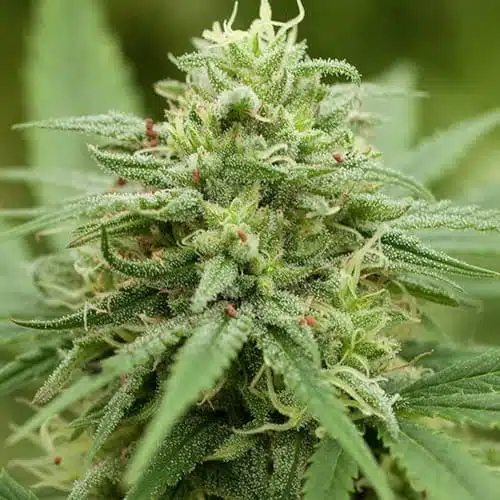 Pineapple Express Feminized Cannabis Seeds | Pineapple Express Strain | The Seed Fair