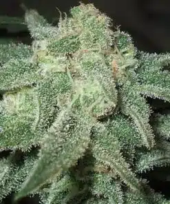 Trainwreck Feminized Cannabis Seeds | Trainwreck Strain | The Seed Fair