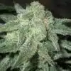 Trainwreck Auto Flower Cannabis Seeds | The Seed Fair
