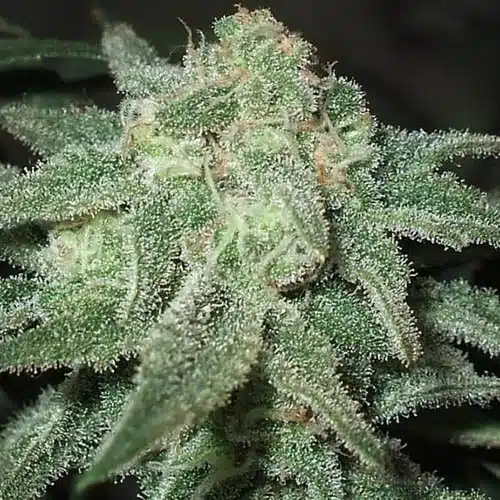 Trainwreck Auto Flower Cannabis Seeds | The Seed Fair