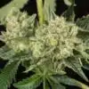 Honey OG Feminized Cannabis Seeds | Honey OG Strain | The Seed Fair