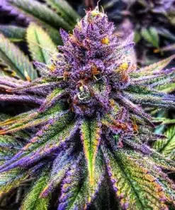 Purple Kush Feminized Cannabis Seeds | Purple Kush Strain | The Seed Fair