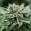Afghani Regular Cannabis Seeds | Afghani Strain | The Seed Fair