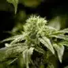 Charlottes Web CBD Cannabis Seeds | Charlottes Web Strain | The Seed Fair