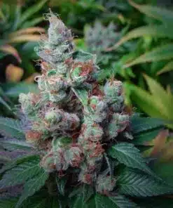 NYC Diesel Seeds | NYC Diesel Feminized Cannabis Seeds | The Seed Fair