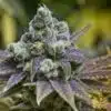 Grape Ape Seeds | Grape Ape Feminized Cannabis Seeds | The Seed Fair