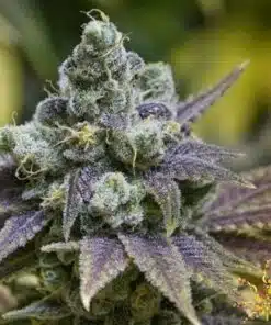 Grape Ape Seeds | Grape Ape Feminized Cannabis Seeds | The Seed Fair