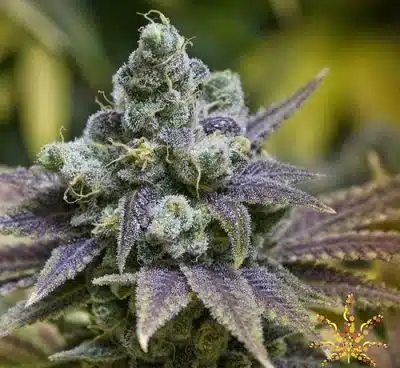 Grape Ape Seeds | Grape Ape Feminized Cannabis Seeds | The Seed Fair