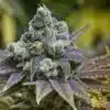 Grape Ape Seeds | Grape Ape Feminized Cannabis Seeds | The Seed Fair