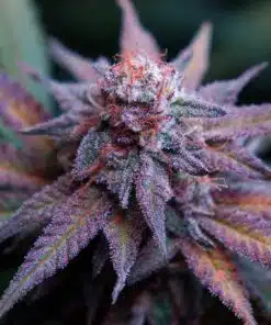 Blue Dream Feminized Cannabis Strain