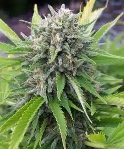 Bubble Gum Seeds | Bubble Gum Feminized Seeds | The Seed Fair