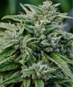 Gorilla Glue Seeds | Gorilla Glue Autoflower Seeds | The Seed Fair