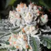 White Russian Feminized Seeds | White Russian Strain | The Seed Fair