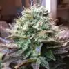 Acapulco Gold Seeds | best feminized seeds